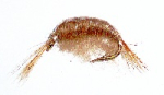 Tangloppe